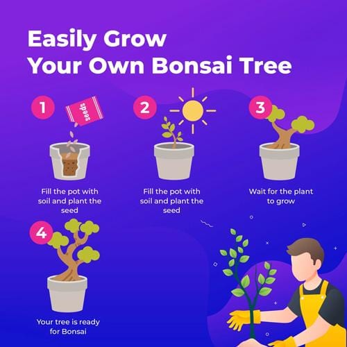 Grow Buddha - 8 Bonsai Seeds Set - London Grow