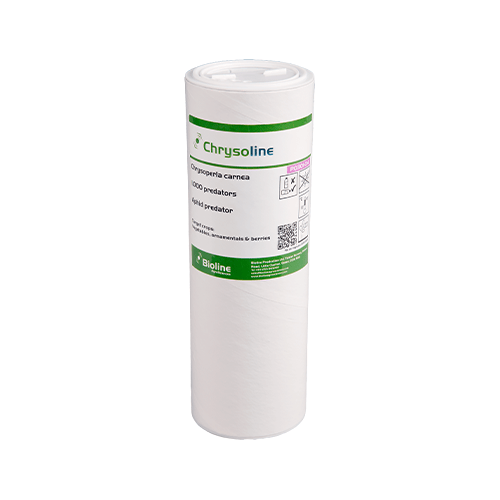 Aphid Predators 1000 Individuals - Chrysoperla carnea (for Aphids) - London Grow