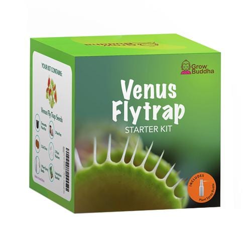 Grow Buddha - Venus Flytrap Starter Kit - London Grow