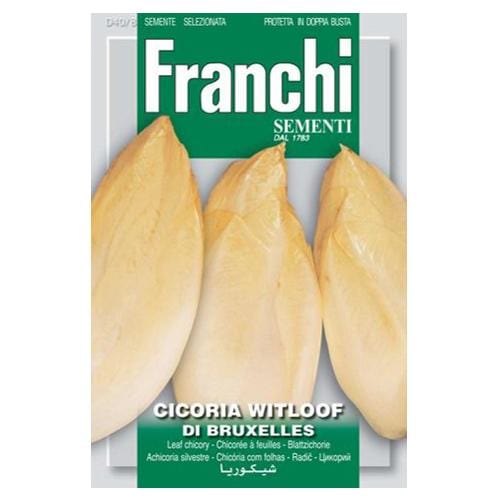 Yellow Chicory Witloof - London Grow