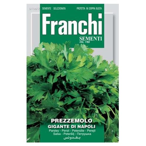 Parsley Prezzemolo Gigante Napoli - London Grow