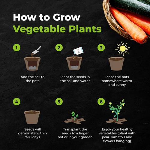 Grow Buddha - 10 Easy Vegetable Starter Kit - London Grow