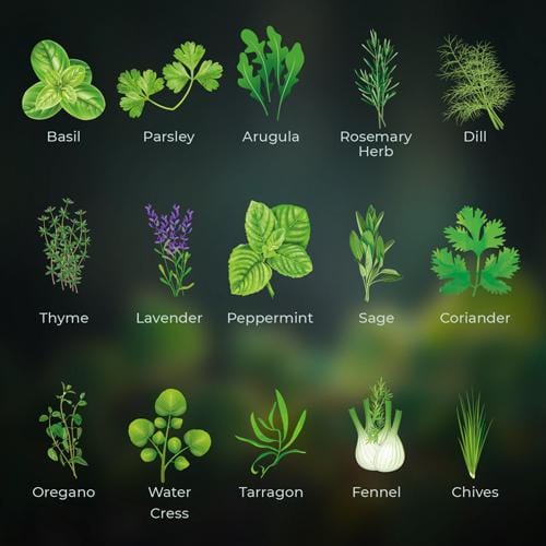 Grow Buddha - 15 Herb Seed Set - London Grow