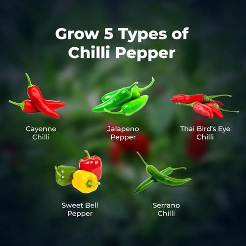 Grow Buddha - 5 Chilli Starter Kit - London Grow