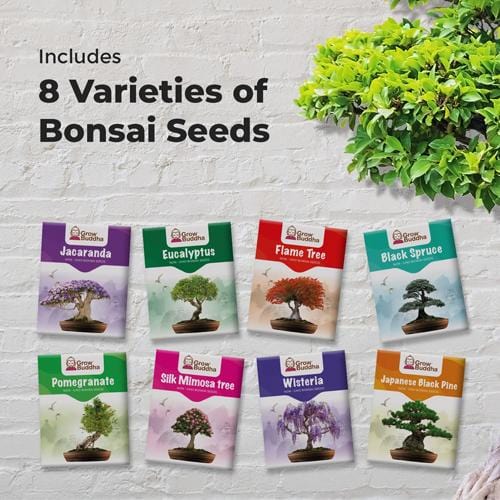 Grow Buddha - 8 Bonsai Seeds Set - London Grow