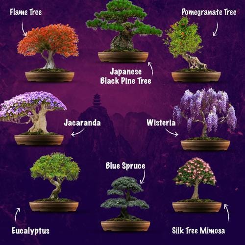 Grow Buddha - 8 Bonsai Seeds Set - London Grow