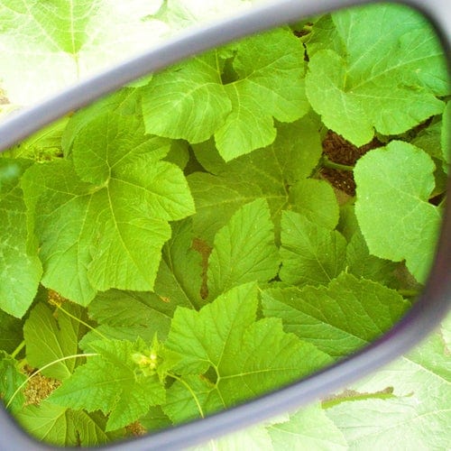 Method 7 - Agent 939 LEDfx Eyewear - London Grow