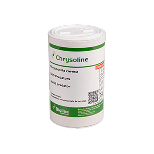 Aphid Predators 500 Individuals - Chrysoperla carnea (for Aphids) - London Grow