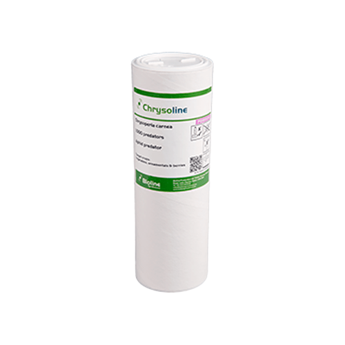 Aphid Predators 1000 Individuals - Chrysoperla carnea (for Aphids) - London Grow