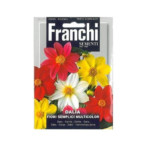 Single Dahlia - London Grow