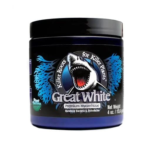 Plant Success Great White - London Grow