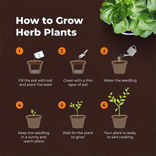 Grow Buddha - 8 Herbs Starter Kit - London Grow