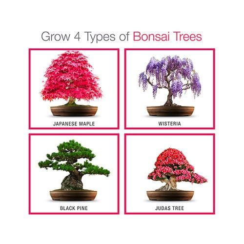 Grow Buddha - Easy Bonsai Starter Kit - London Grow