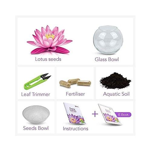 Grow Buddha - Easy Lotus Starter Kit - London Grow