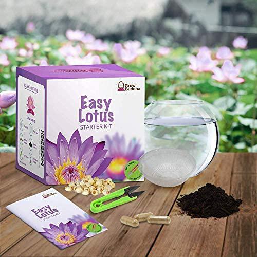 Grow Buddha - Easy Lotus Starter Kit - London Grow
