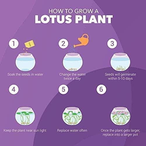 Grow Buddha - Easy Lotus Starter Kit - London Grow