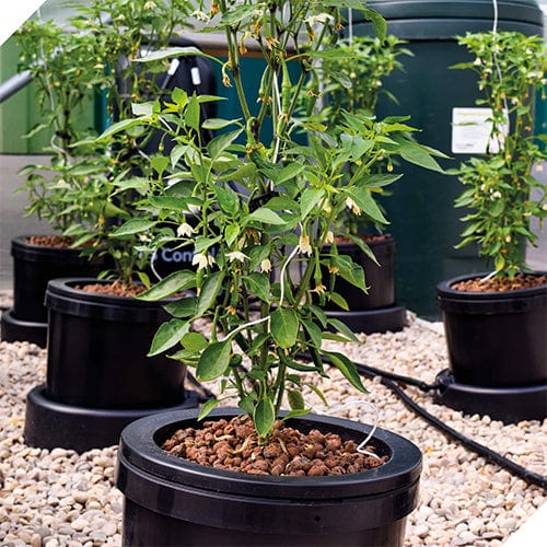 Nutriculture IWS Flood and Drain Pro Remote System - London Grow