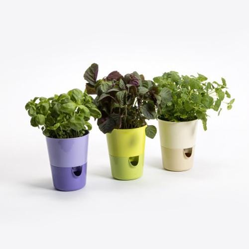 Plastia Self Watering Rosmarin 1L - London Grow