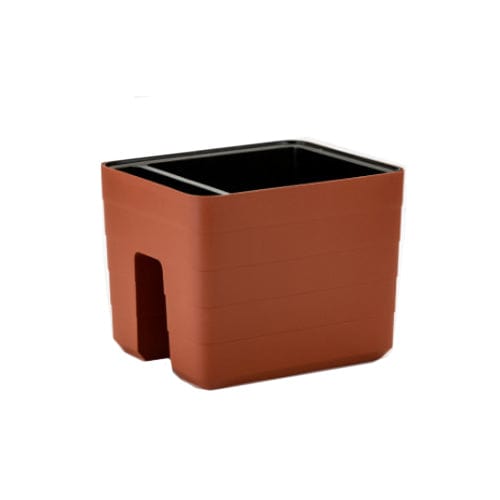 Urbalive Berberis - 30cm - London Grow