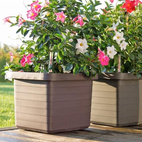 Urbalive Berberis DUO - London Grow