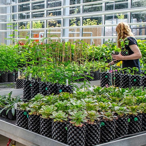 Air-Pot - London Grow