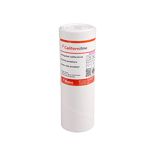 Spider Mite Predators Californiline Tube - 25000 Amblyseius californicus - London Grow