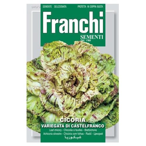 Chicory Castelfranco - London Grow