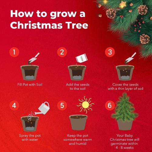 Grow Buddha - Christmas Kit - London Grow