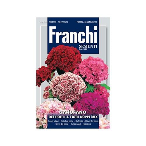 Double Sweet William - London Grow