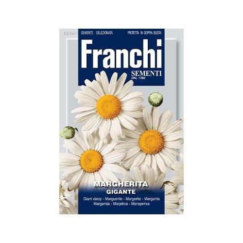 Giant Daisy - London Grow