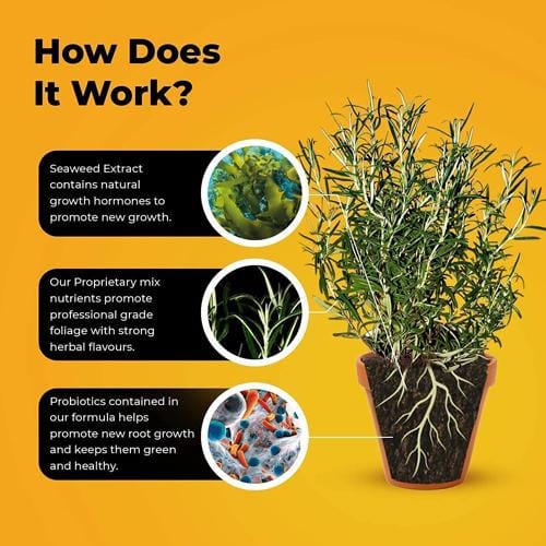 Grow Buddha - Herb Food - London Grow