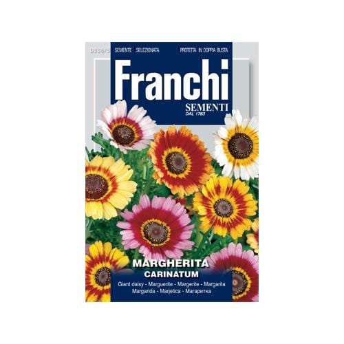 Margherita Carinatum - London Grow