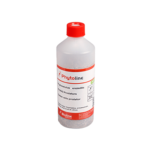 Spider Mite Predators 500ml - 10000 Phytoseiulus persimilis - London Grow