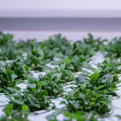 Tomato+ Horto2 Automatic Indoor Greenhouse - London Grow