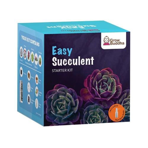 Grow Buddha -Easy Succulent Starter Kit - London Grow