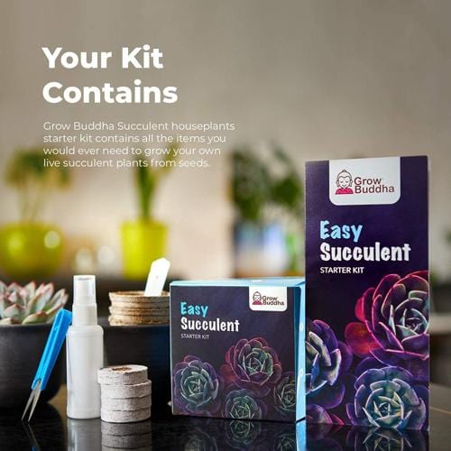 Grow Buddha -Easy Succulent Starter Kit - London Grow