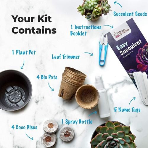 Grow Buddha -Easy Succulent Starter Kit - London Grow