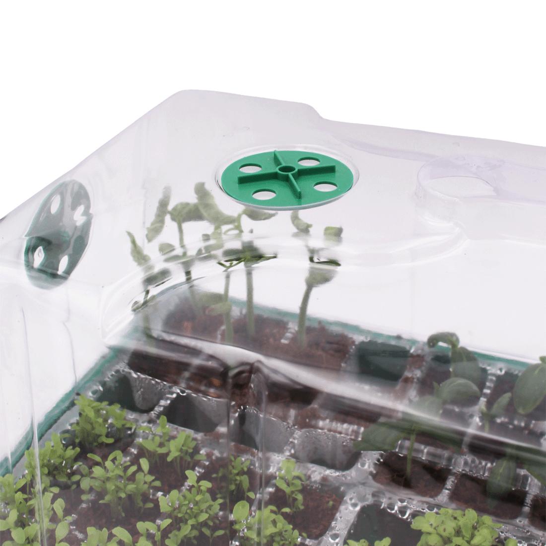 Tall Propagator
