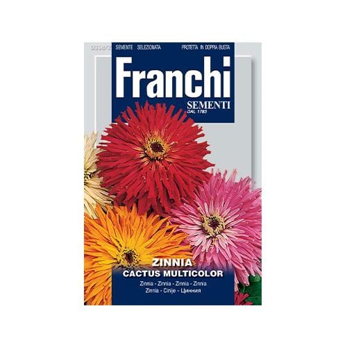 Cactus Zinnia - London Grow