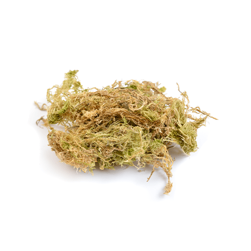 Welsh Sphagnum Moss - London Grow