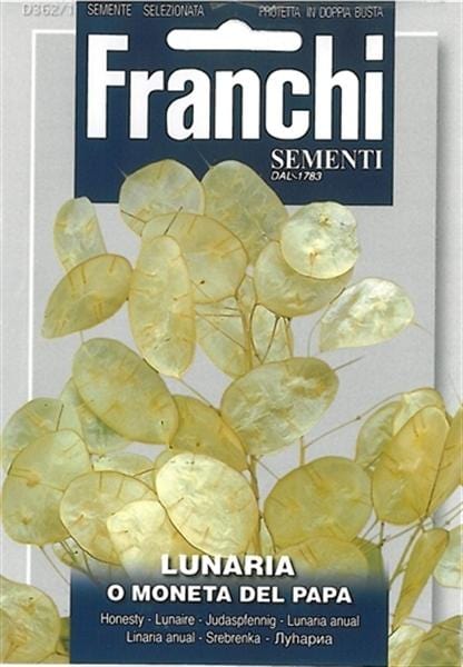 Honesty Flower Lunaria - London Grow